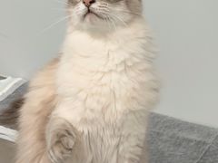 -Cappucimeow猫咪咖啡馆(韦伯时代店)