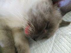 -荔康动物医院(康王北路店)