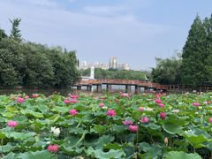 -黄兴公园