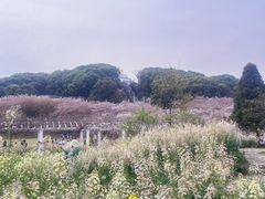 -苏州上方山国家森林公园