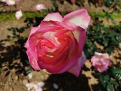 -人民公园(罗湖区)