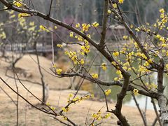 -梅花山(明孝陵内)