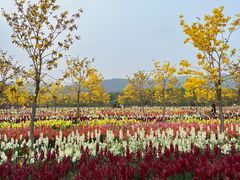 -天适樱花悠乐园