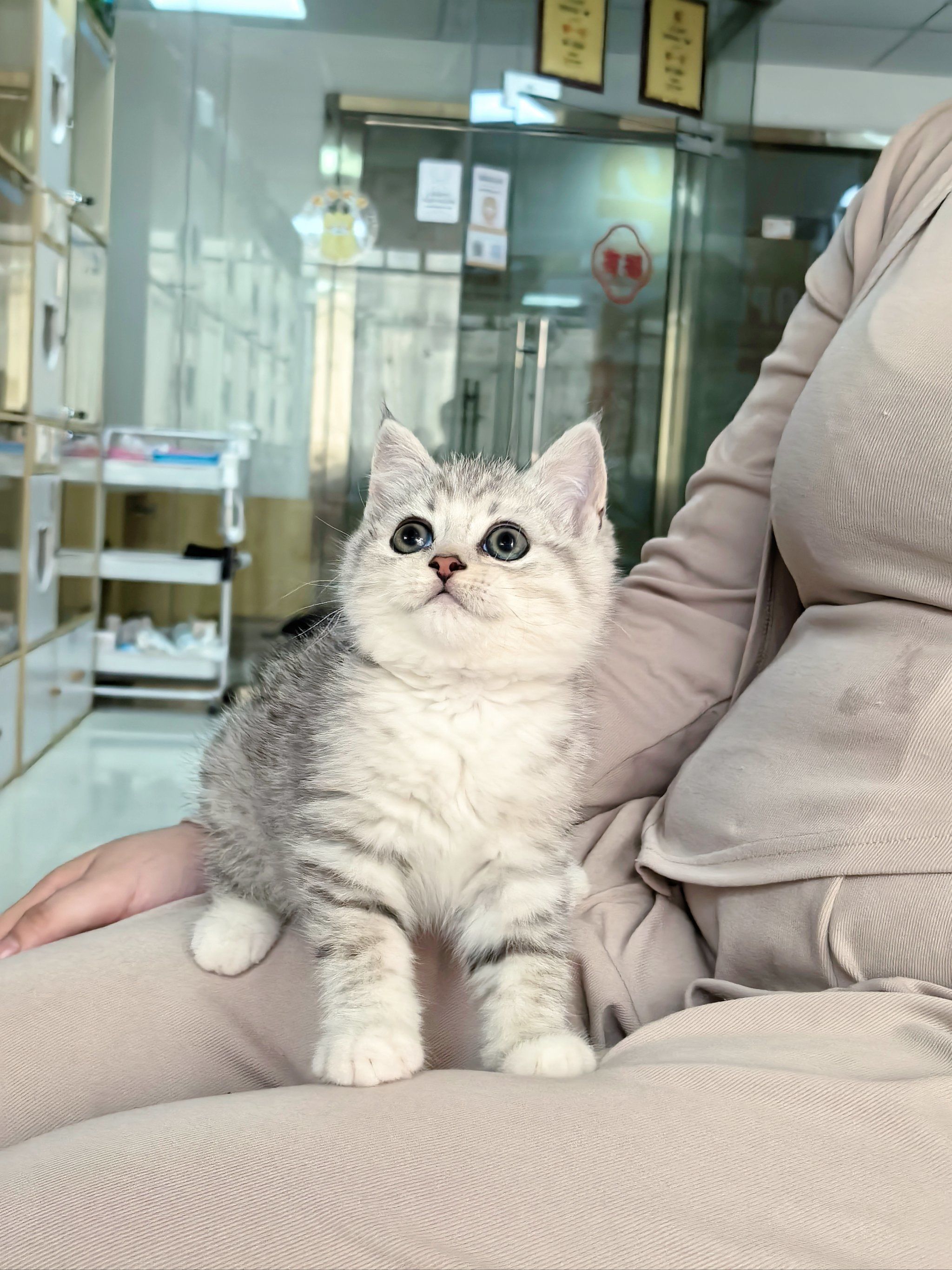 ✨银虎斑英短的皮毛多为银色底带有黑色虎斑纹,头部圆润,两颊丰满