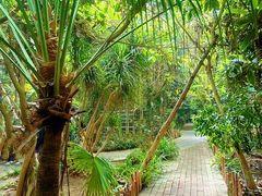 -呀路古热带植物园