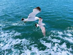 -海驴岛(荣成市)