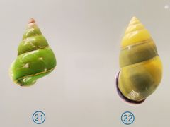 -青岛贝壳博物馆