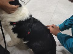 -中农国际动物医院24小时·猫科·骨科·急重症中心