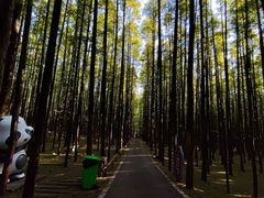 -山王坪喀斯特国家生态公园