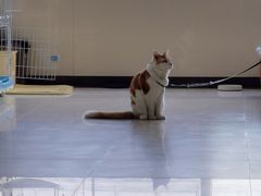 -康旭宠物医院(郑州总院)