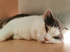 -猫儿山۰猫主题餐厅