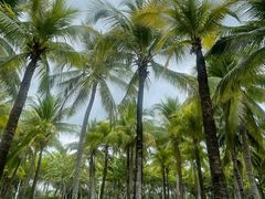 -小猫钓鱼海钓俱乐部(椰梦长廊店)