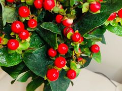 -紫颐香薰山谷景区