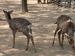 -石家庄市动物园