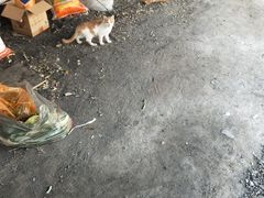 -金台阶鱼馆(于桥水库店)
