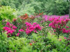 -上海滨江森林公园