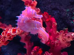 -暹罗海洋世界