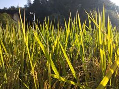 -韶山毛泽东同志故居