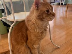 -MOYOYO猫咪咖啡店