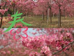 -天适樱花悠乐园