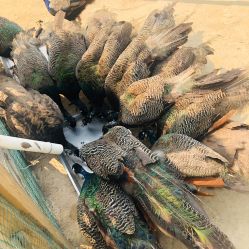 -萌宠亲子动物乐园(槐房万达店)