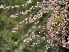 -香雪海