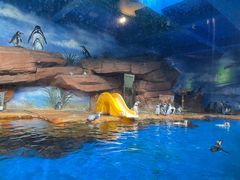 -海合安武汉极地海洋公园