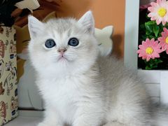 -小猫来了·猫舍(红山六九七九店)