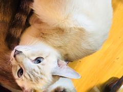 -Cappucimeow猫咪咖啡馆(韦伯时代店)