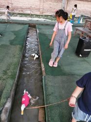 -上美四季动物农场