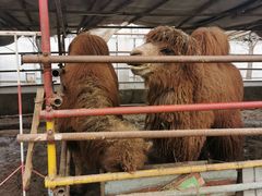 -南宫五洲植物乐园