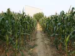 -田园东方蜜桃村的田野营地