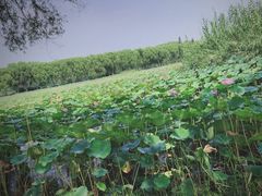 -洪湖生态旅游区