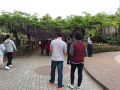 -嘉定紫藤园