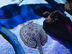 -暹罗海洋世界