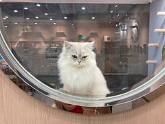 -BABIT巴比特宠物(MOMOPARK店)