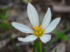 -合肥滨湖国家森林公园