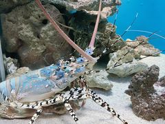 -鹿儿岛水族馆