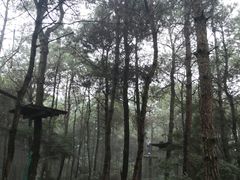 -铁山坪森林公园