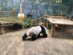 -深圳野生动物园