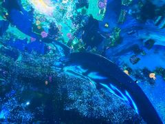 -海合安武汉极地海洋公园