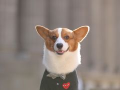 -超宠爱宠物摄影-Super pet