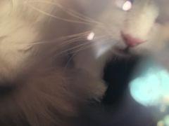 -纳吉亚猫专科动物医院·北北分院