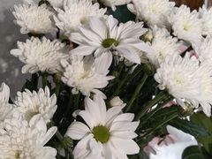 -Gigi Florist·Dk Coffee