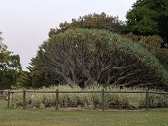 -悉尼歌剧院