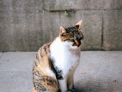 -西园寺