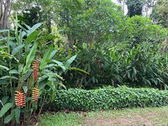 -中国科学院西双版纳热带植物园