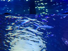 -江和美海洋公园