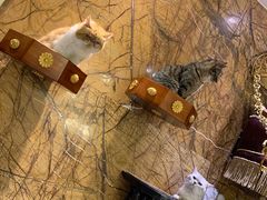 -more than meow吴止猫主题餐厅(承德 中船汇店)