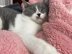 -翊宠yipet猫狗购宠庄园犬舍•猫舍